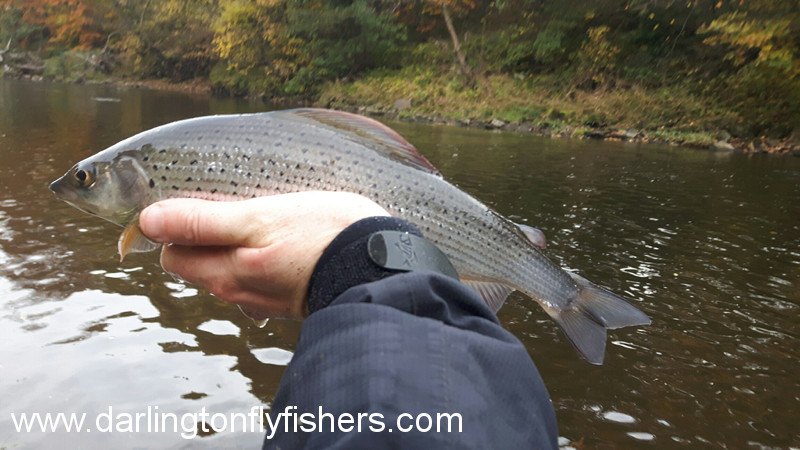 Grayling from club water